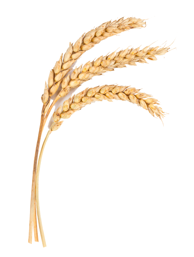 wheat 285352985
